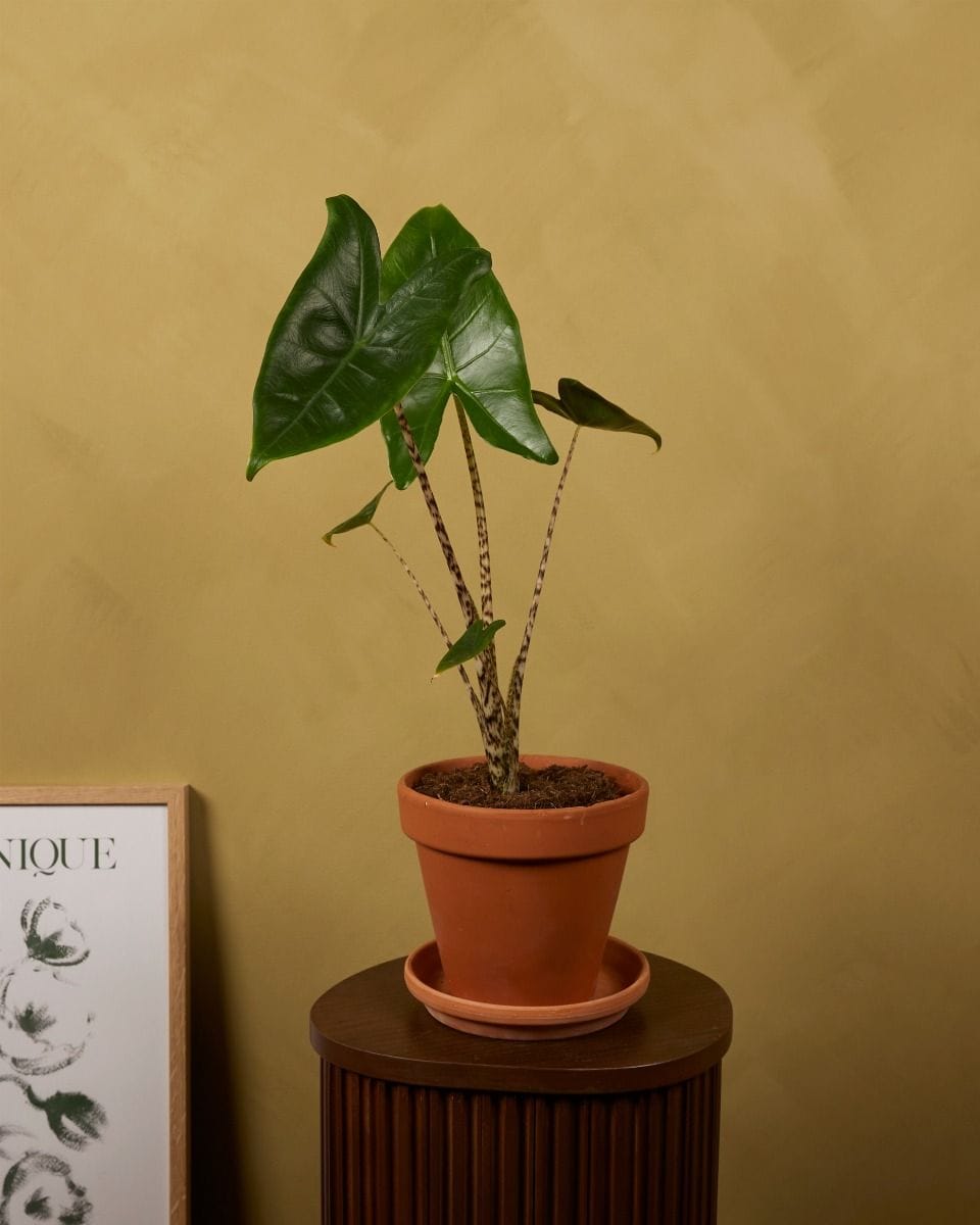 Alocasia Zebra Plant Zebrina