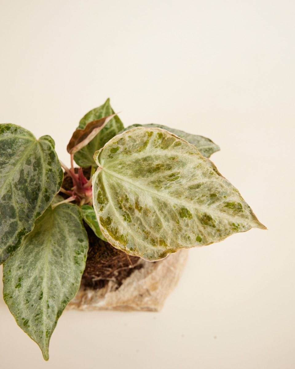 Anthurium Flamingo Plant Silver Blush Mint