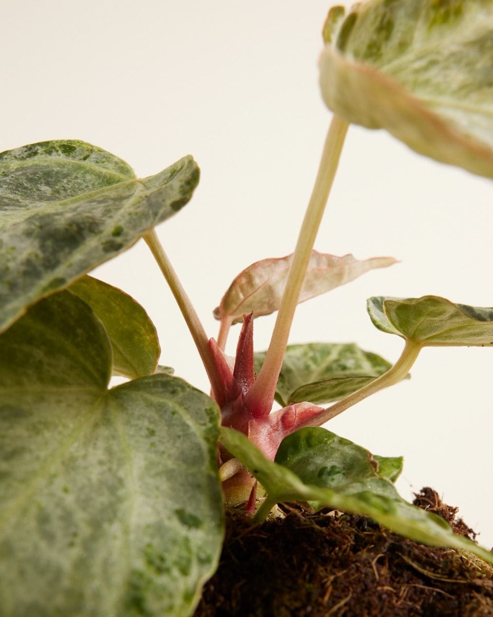 Anthurium Flamingo Plant Silver Blush Mint