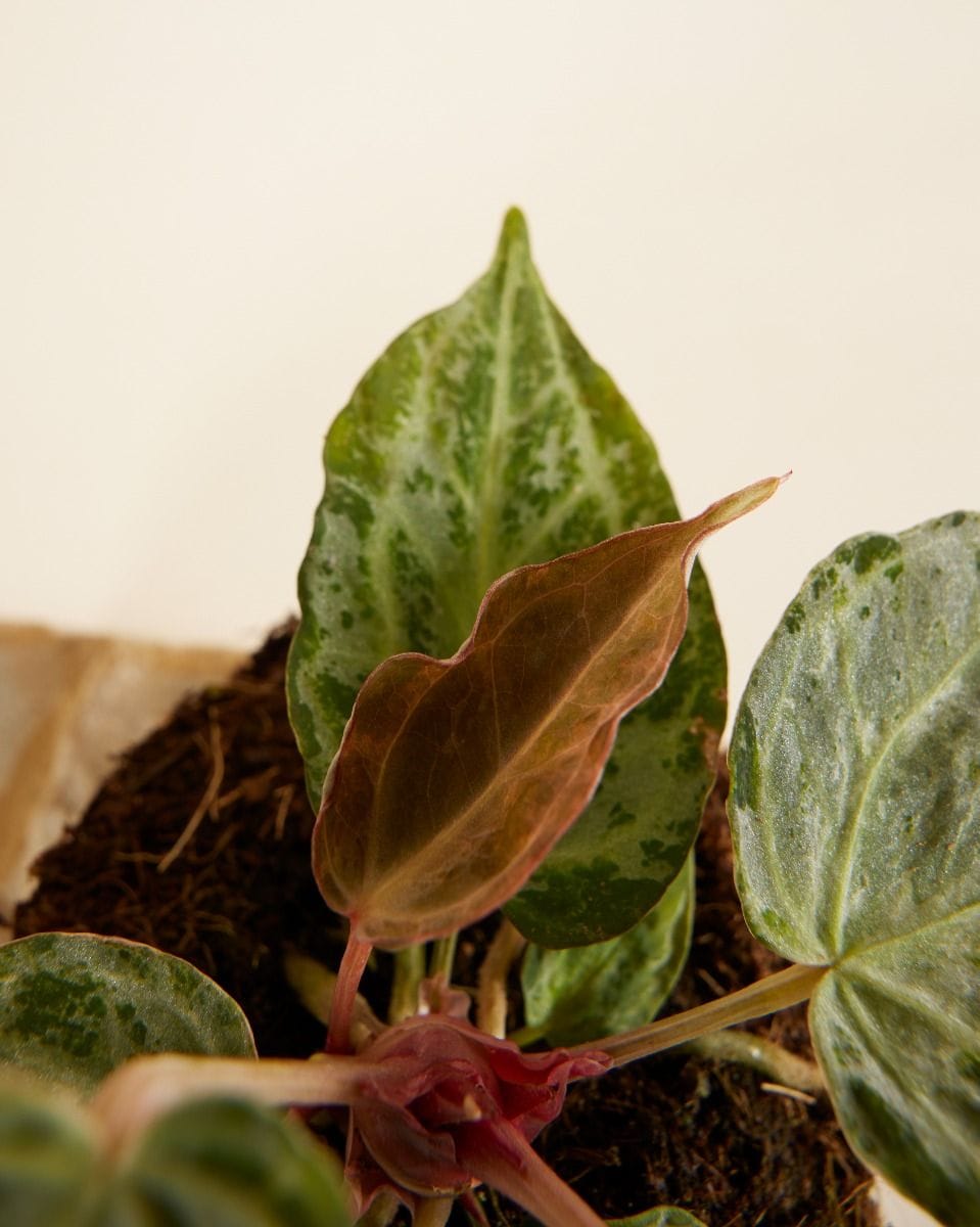 Anthurium Flamingo Plant Silver Blush Mint