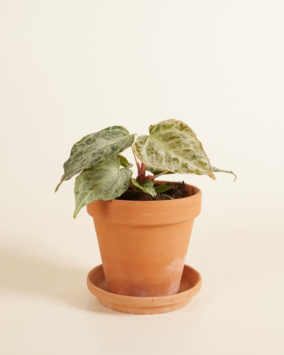 Anthurium Flamingo Plant Silver Blush Mint
