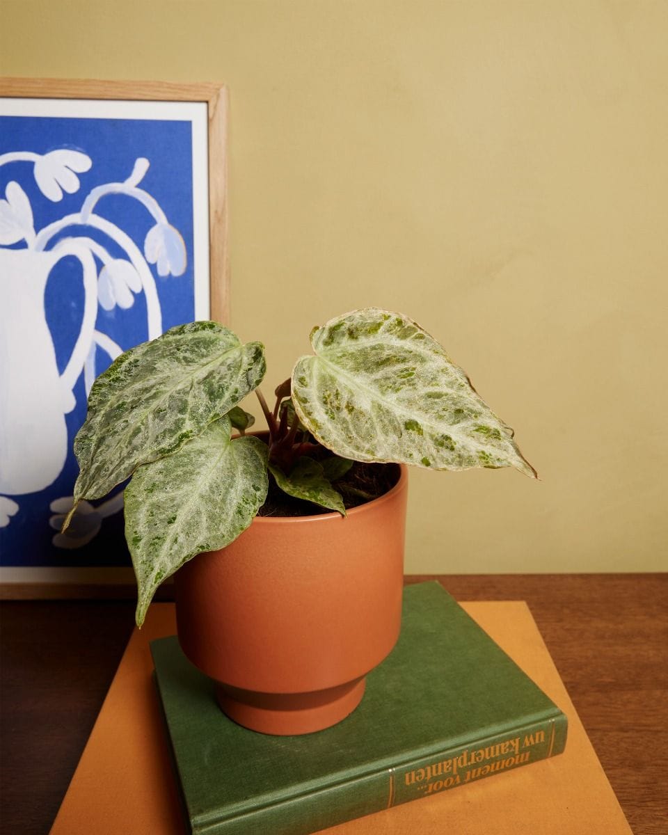 Anthurium Flamingo Plant Silver Blush Mint