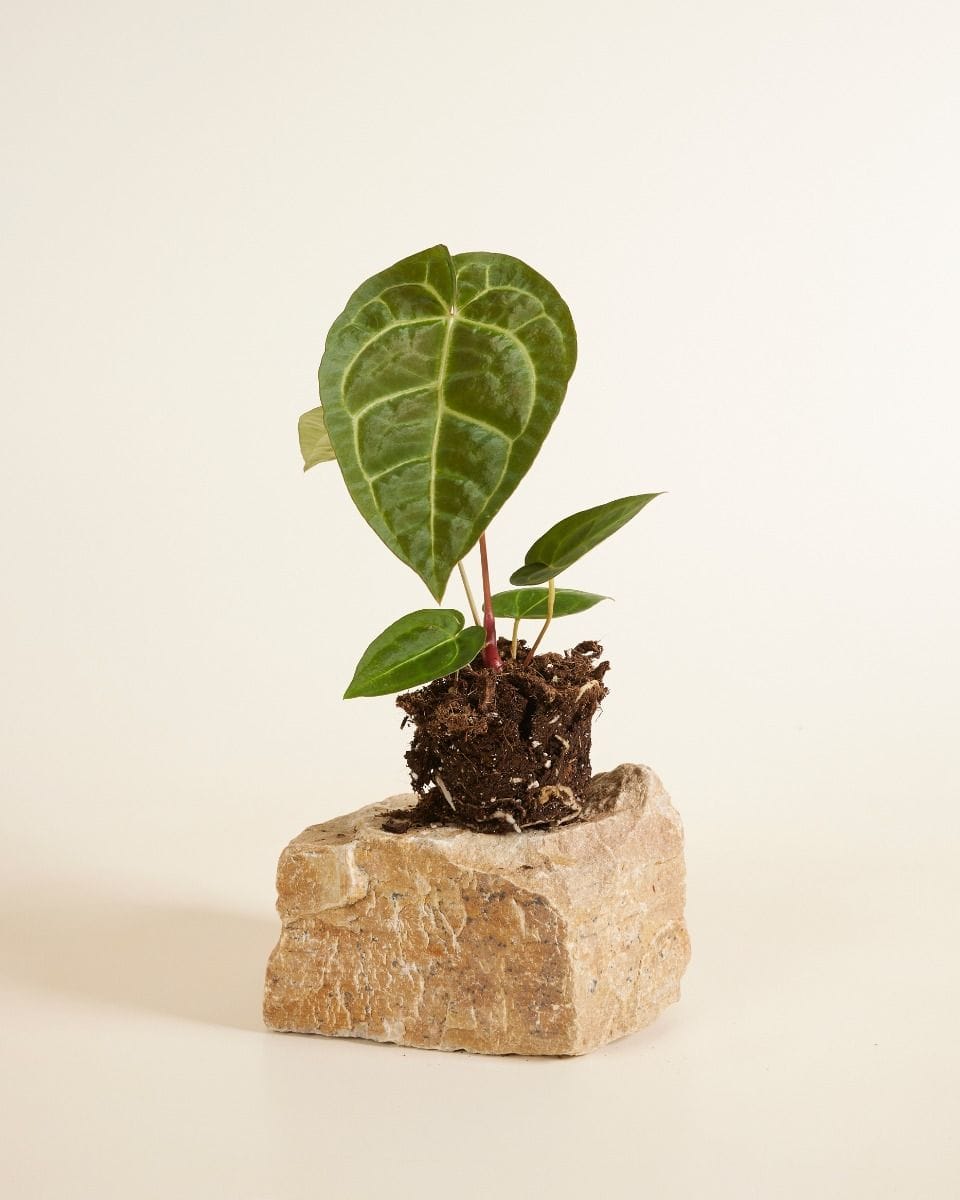 Anthurium Flamingo Plant Regale x Magnificum