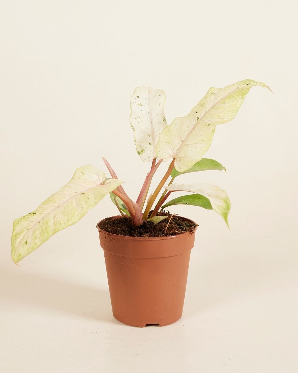 Philodendron Snowdrift