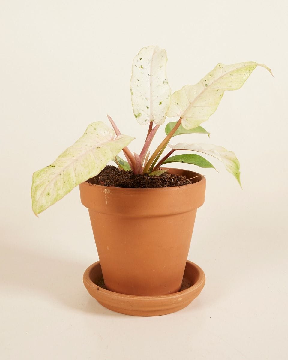 Philodendron Snowdrift