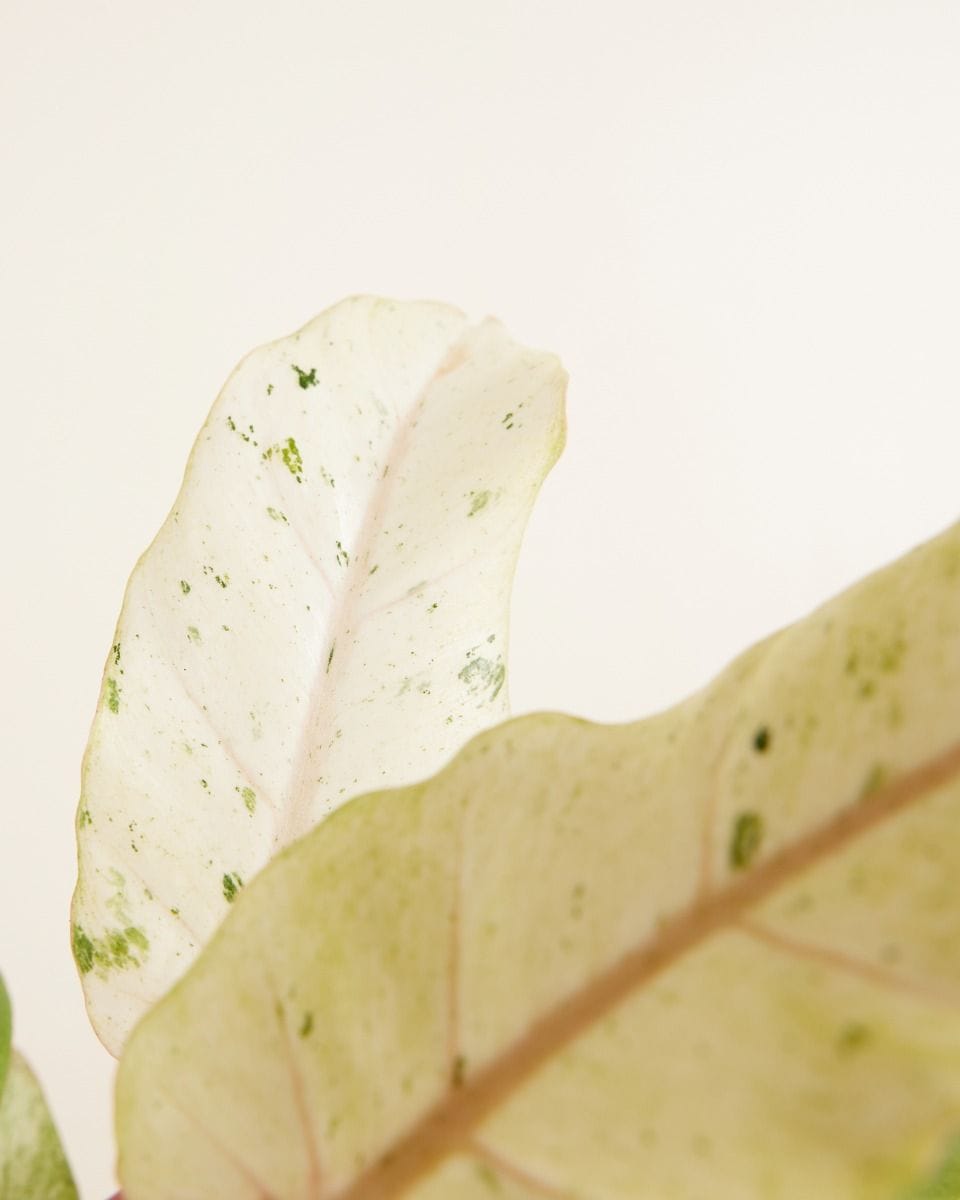 Philodendron Snowdrift