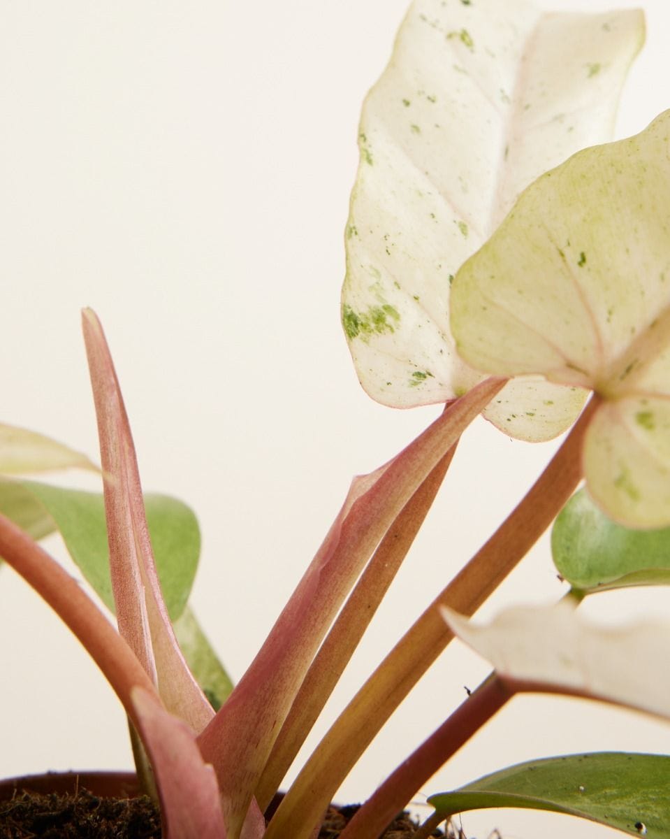 Philodendron Snowdrift