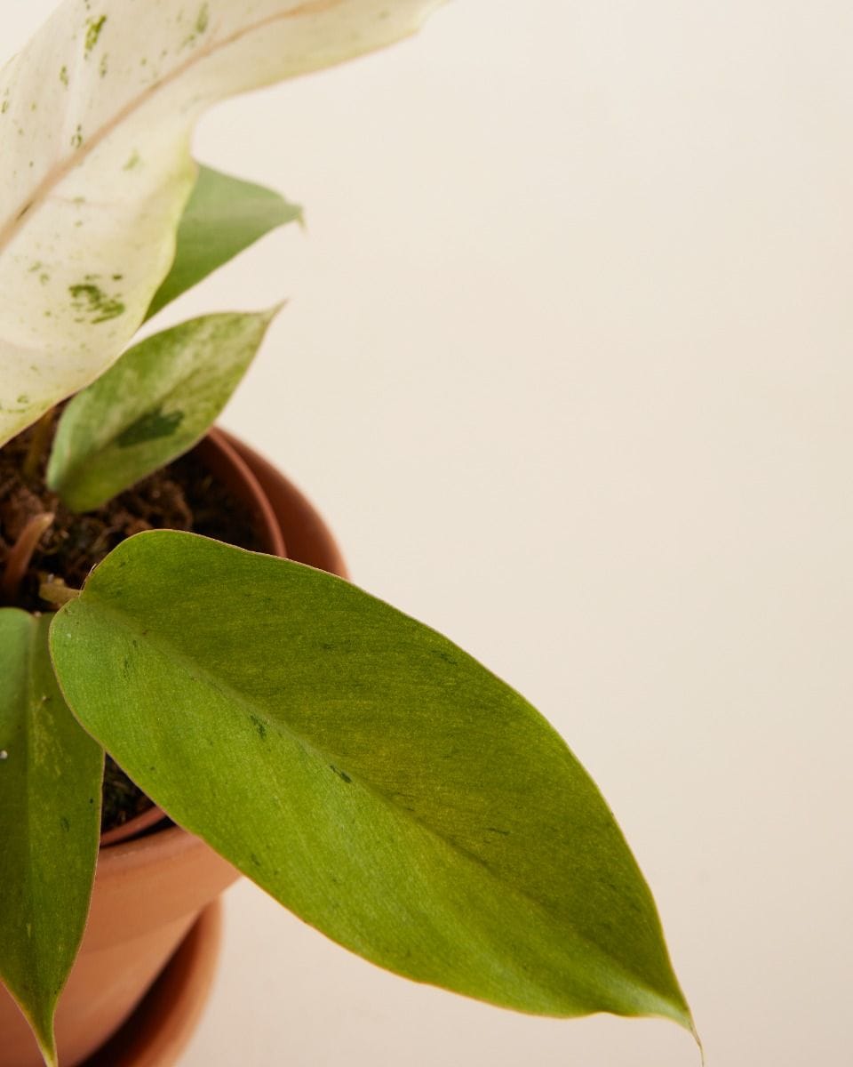 Philodendron Snowdrift