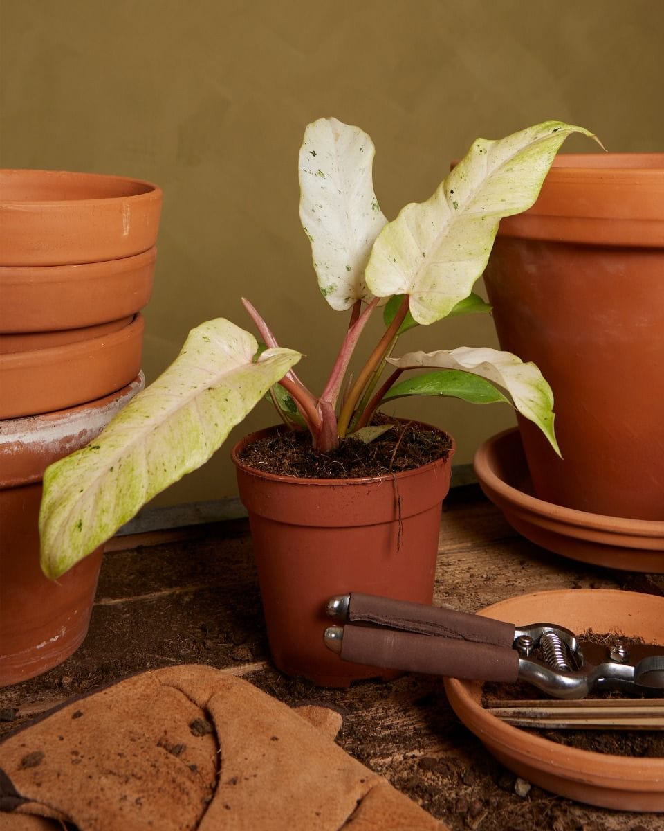 Philodendron Snowdrift