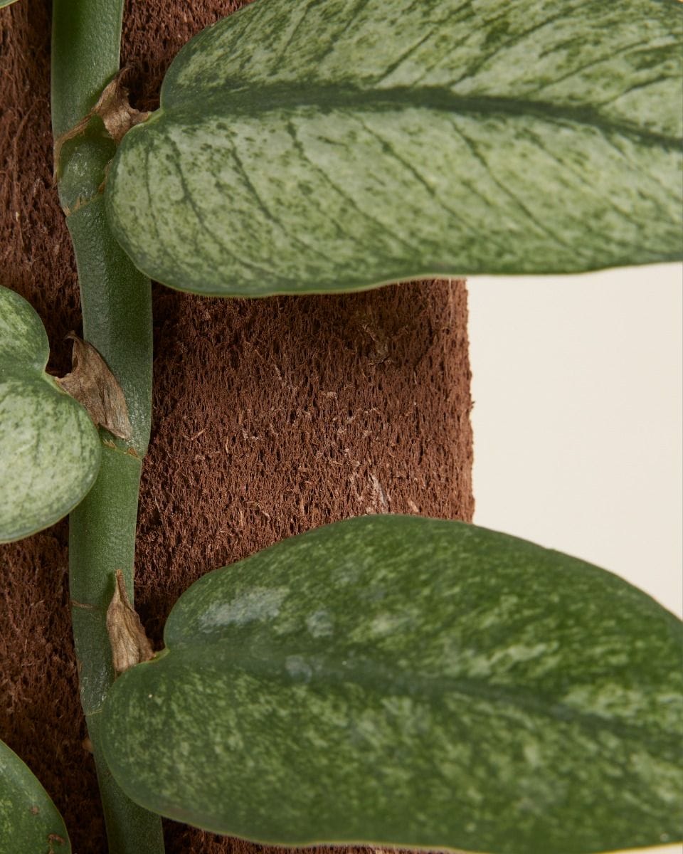 Rhaphidophora Hongkongensis Variegata