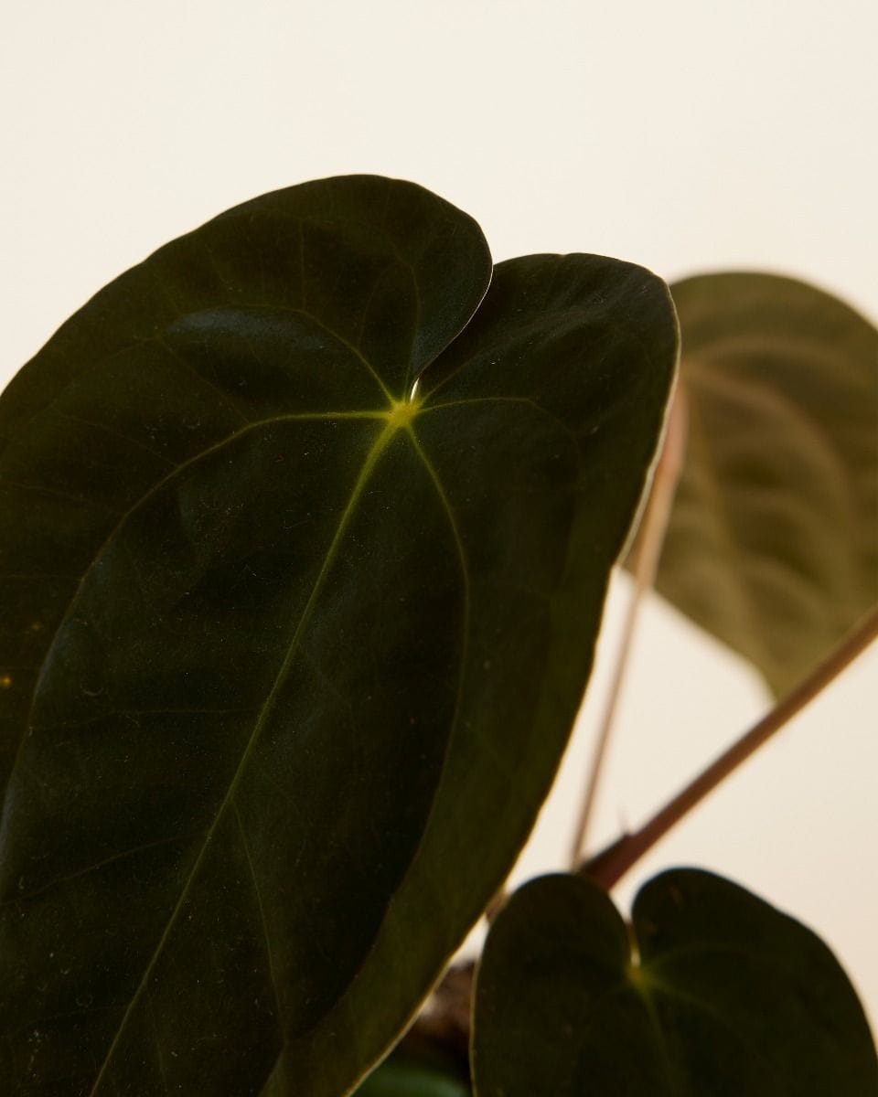Anthurium Dark Phoenix