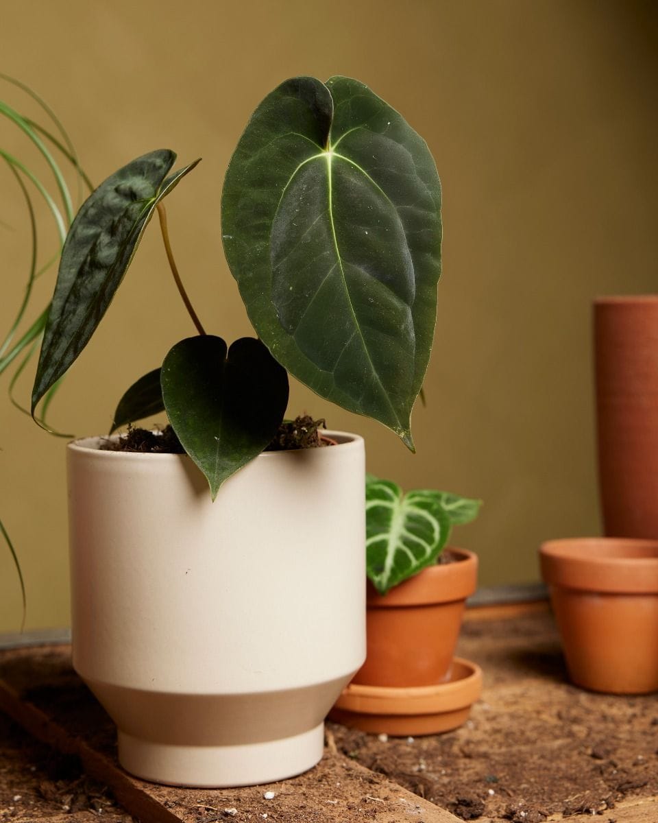 Anthurium Dark Phoenix