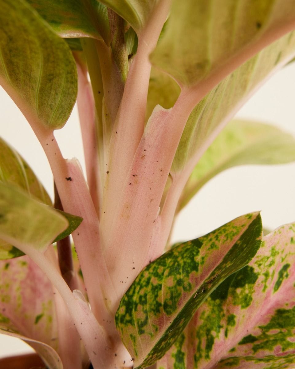 Aglaonema Chinese Evergreen Apple Fantasy