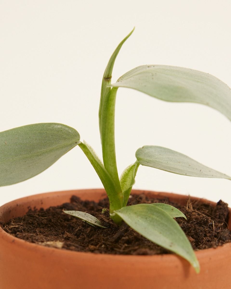 Baby Philodendron Hastatum Silver Sword
