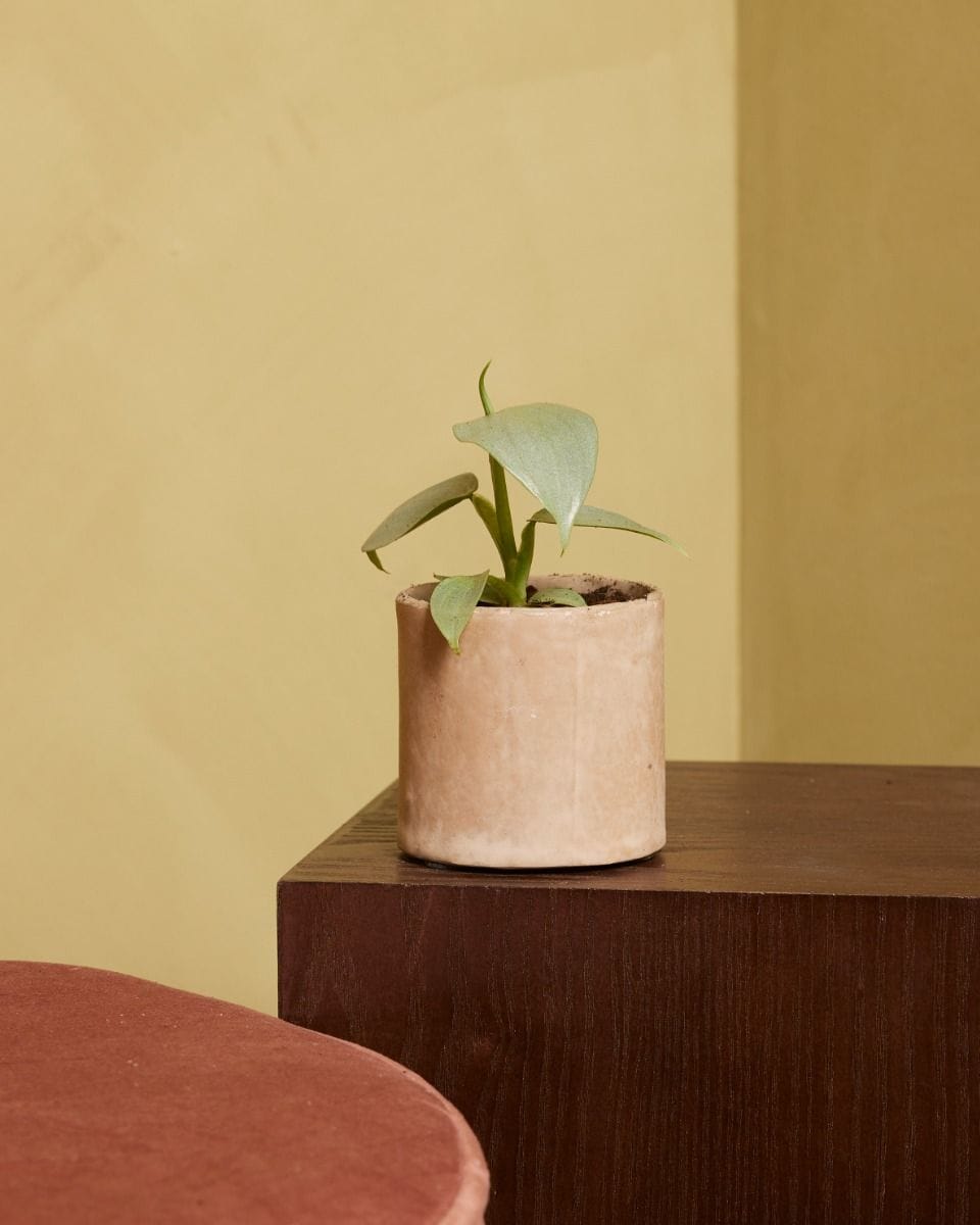 Baby Philodendron Hastatum Silver Sword