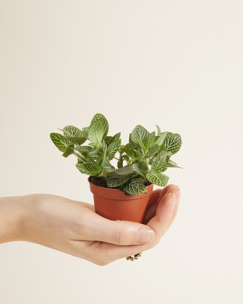Baby Fittonia Nerve plant Verschaffeltii