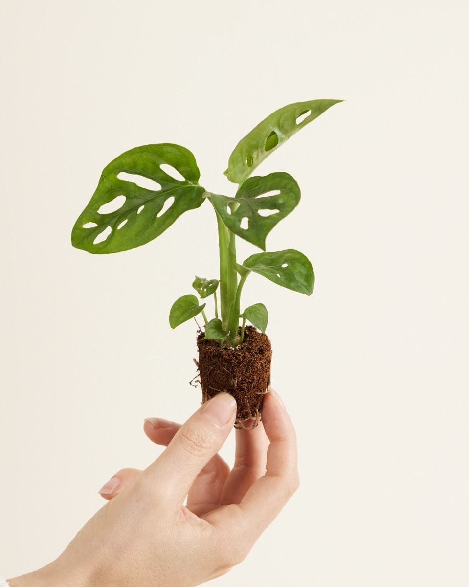 Baby Monstera Adansonii Monkey Mask