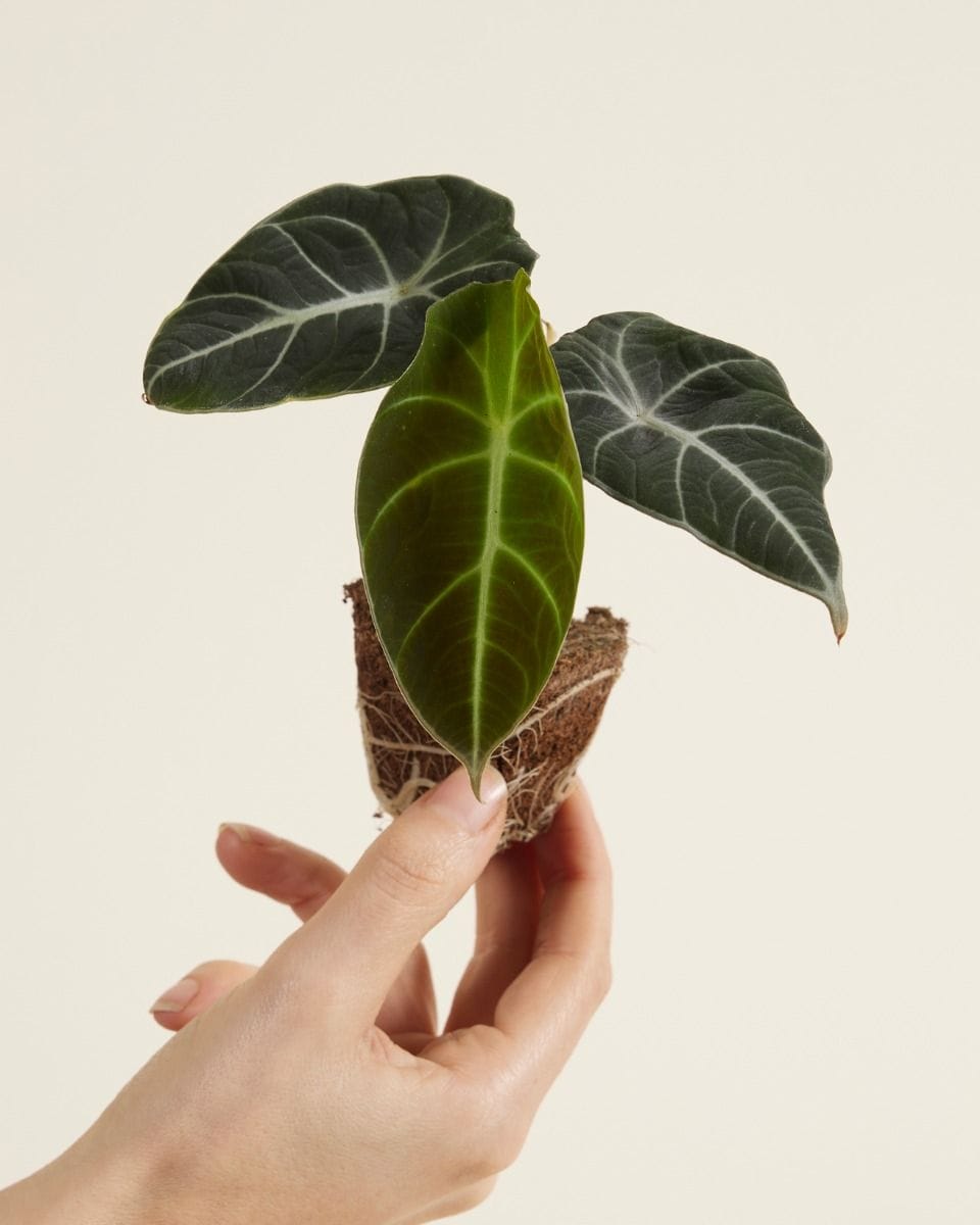Baby Alocasia Elephant Ear Black Velvet