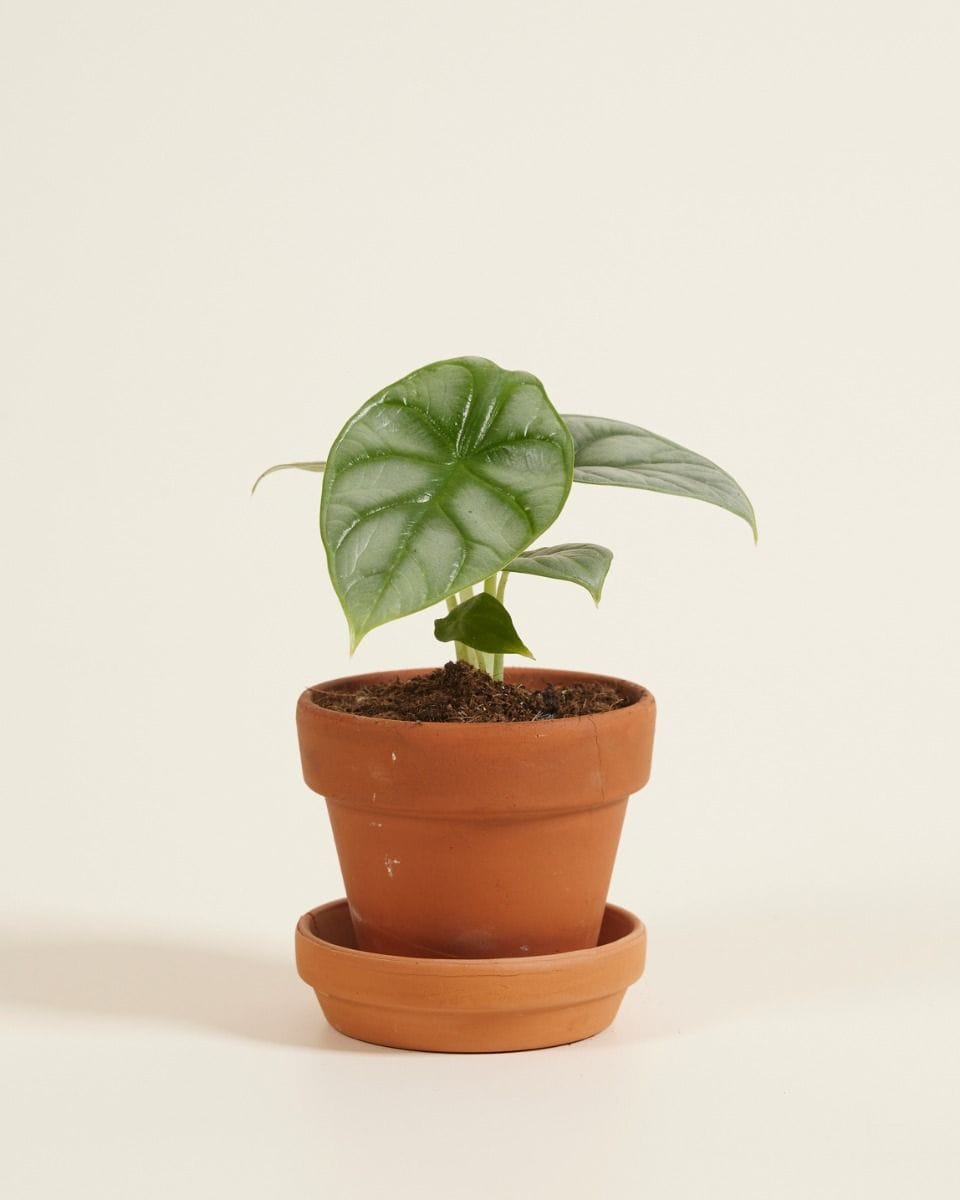Baby Alocasia Elephant Ear Baginda Silver Dragon