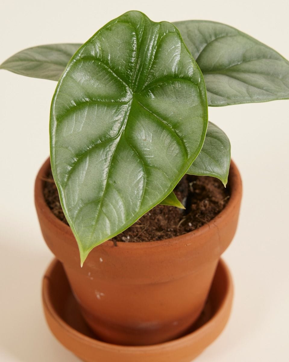 Baby Alocasia Elephant Ear Baginda Silver Dragon