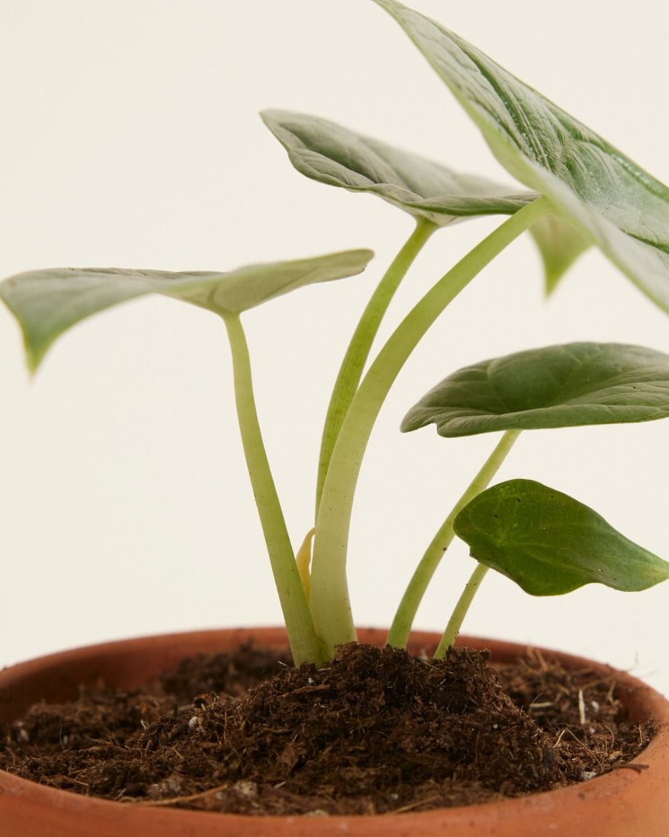 Baby Alocasia Elephant Ear Baginda Silver Dragon