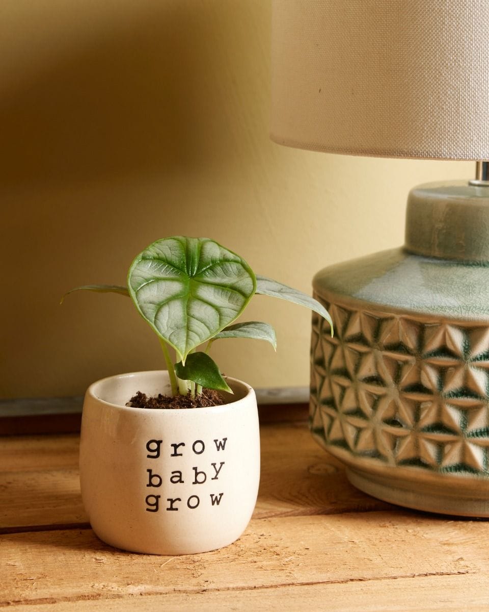 Baby Alocasia Elephant Ear Baginda Silver Dragon