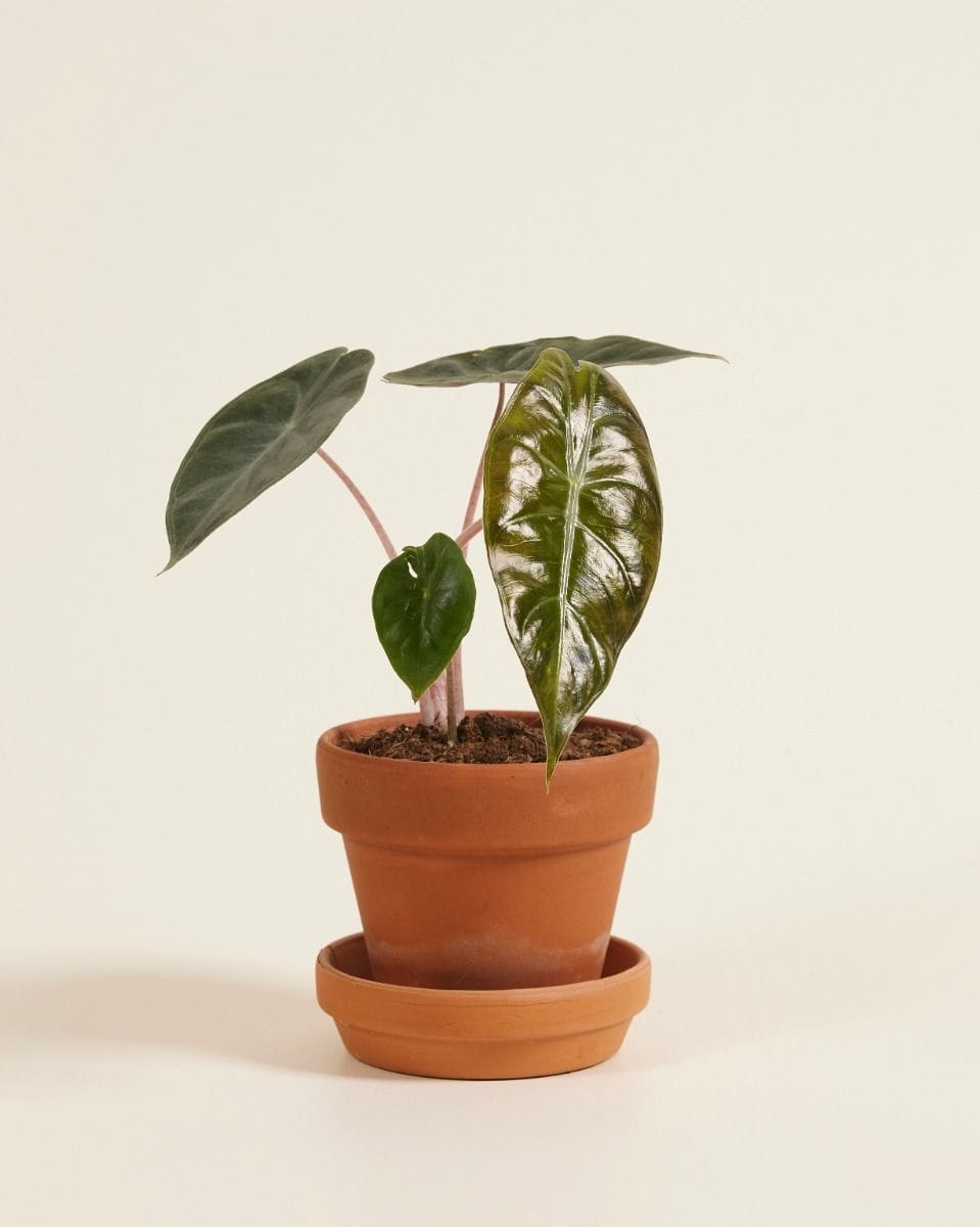 Baby Alocasia Elephant Ear Pink Dragon