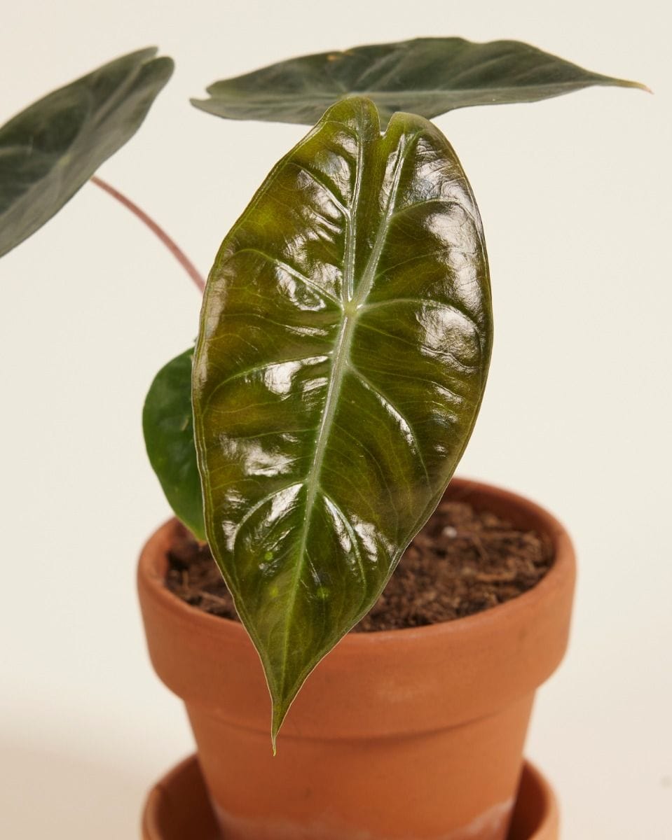 Baby Alocasia Elephant Ear Pink Dragon