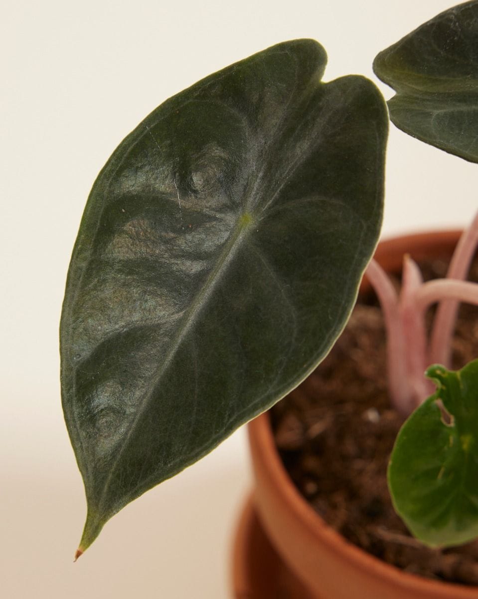 Baby Alocasia Elephant Ear Pink Dragon