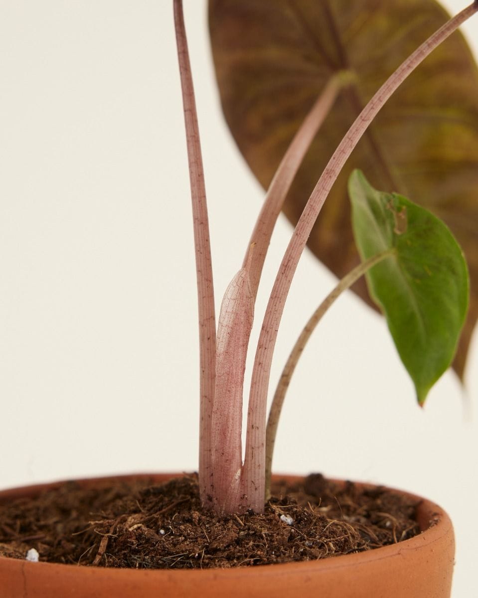Baby Alocasia Elephant Ear Pink Dragon