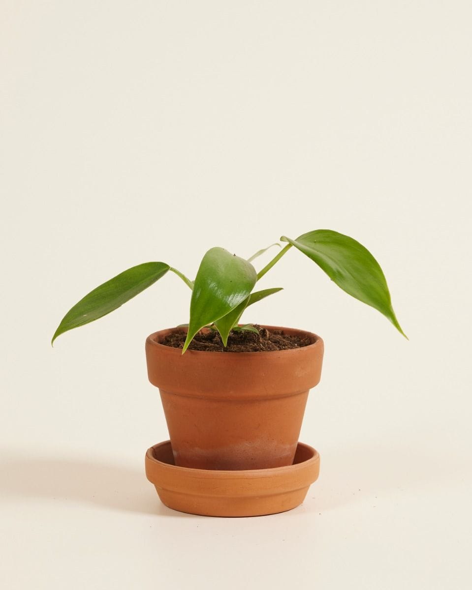 Baby Philodendron Florida Green