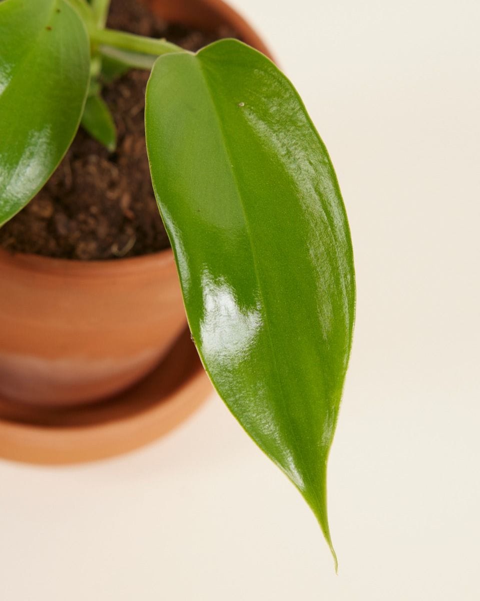 Baby Philodendron Florida Green