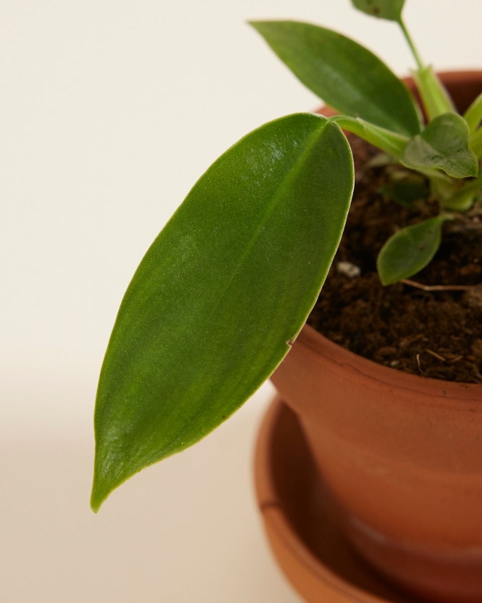 Baby Philodendron Florida Green