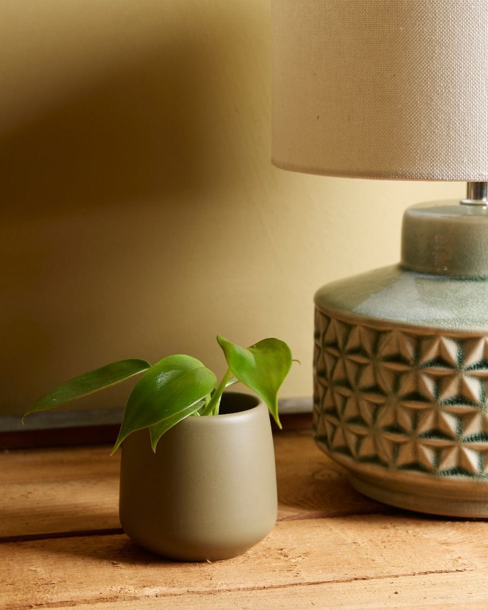 Baby Philodendron Florida Green