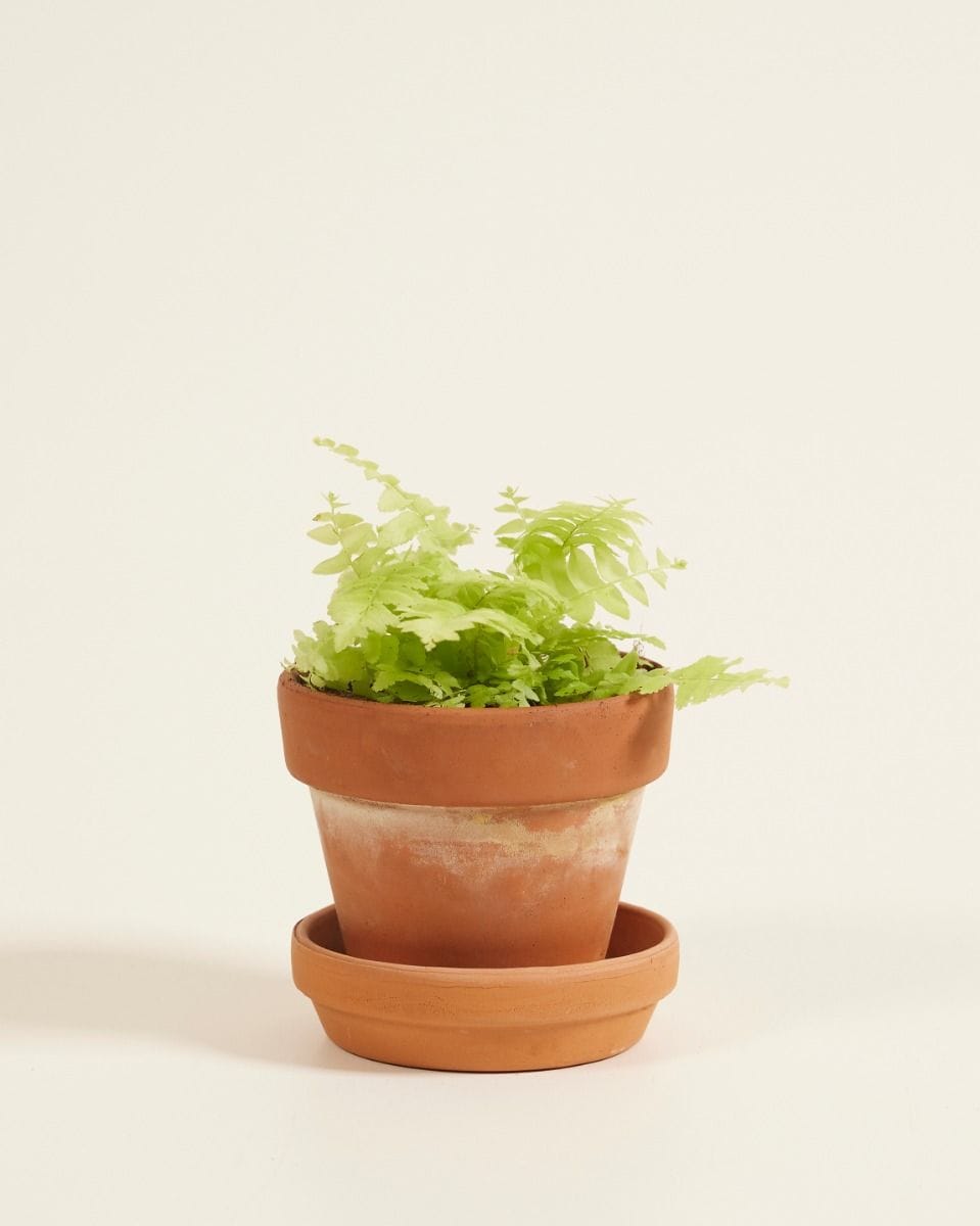Baby Nephrolepis Swordfern Blonde
