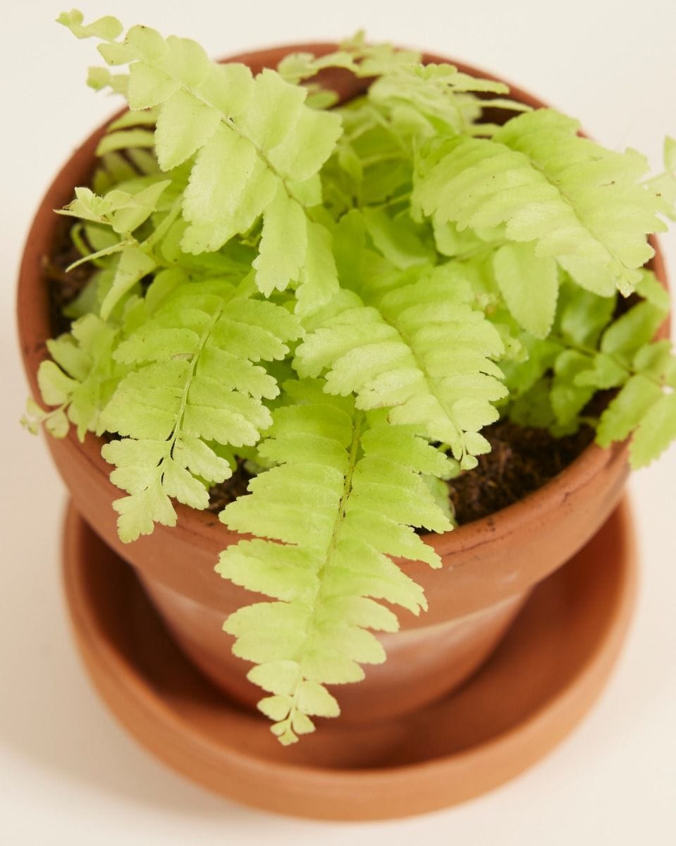 Baby Nephrolepis Swordfern Blonde