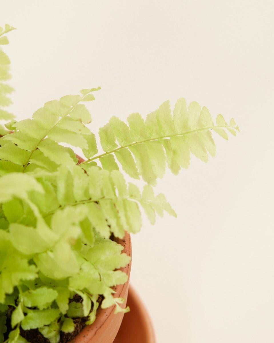 Baby Nephrolepis Swordfern Blonde