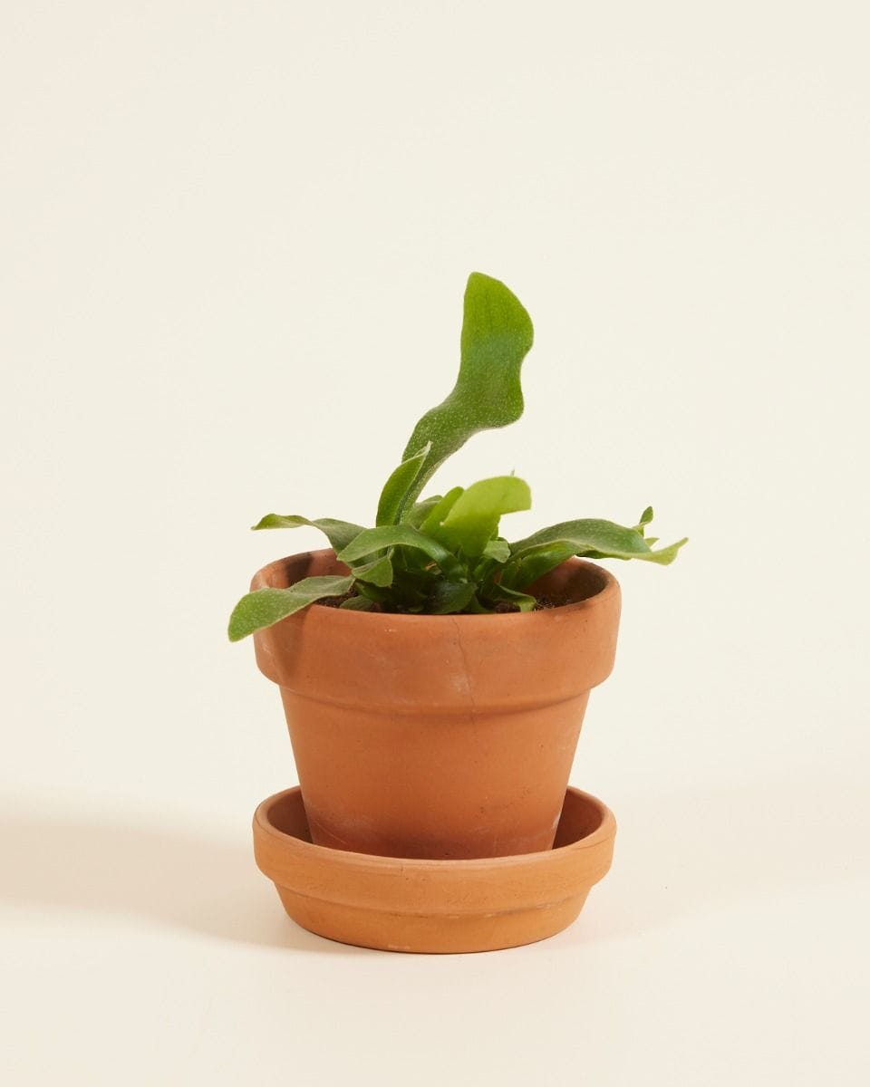 Baby Platycerium Staghorn fern Bifurcatum