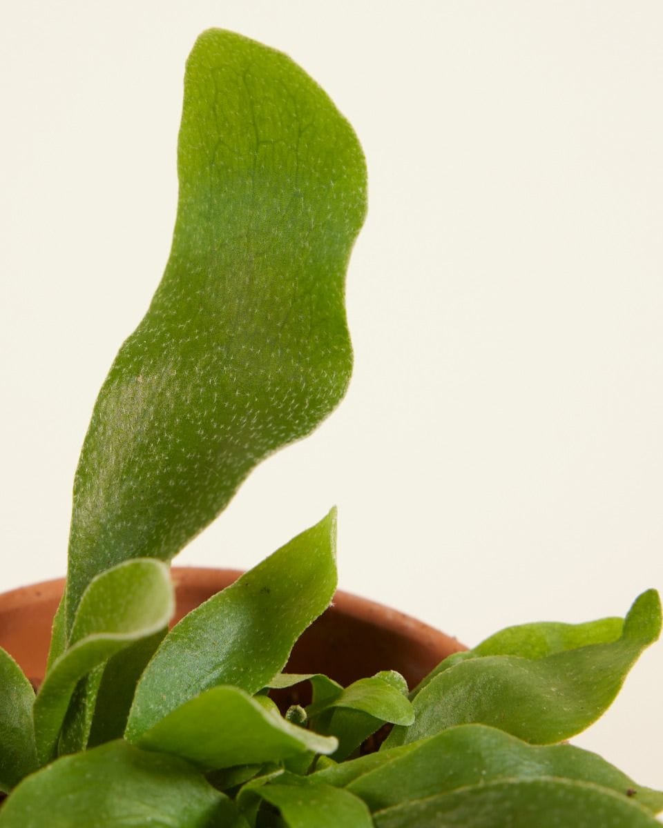 Baby Platycerium Staghorn fern Bifurcatum