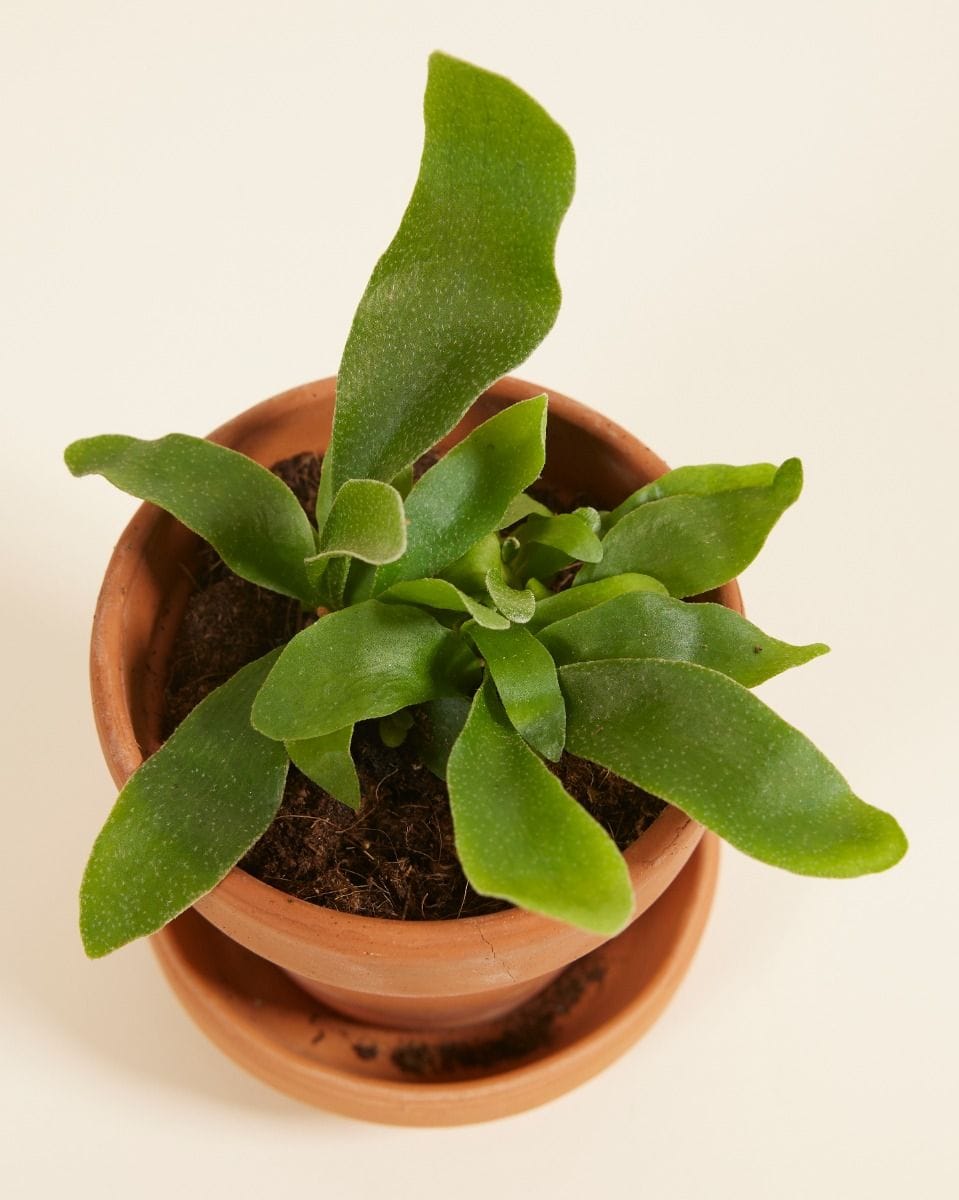 Baby Platycerium Staghorn fern Bifurcatum