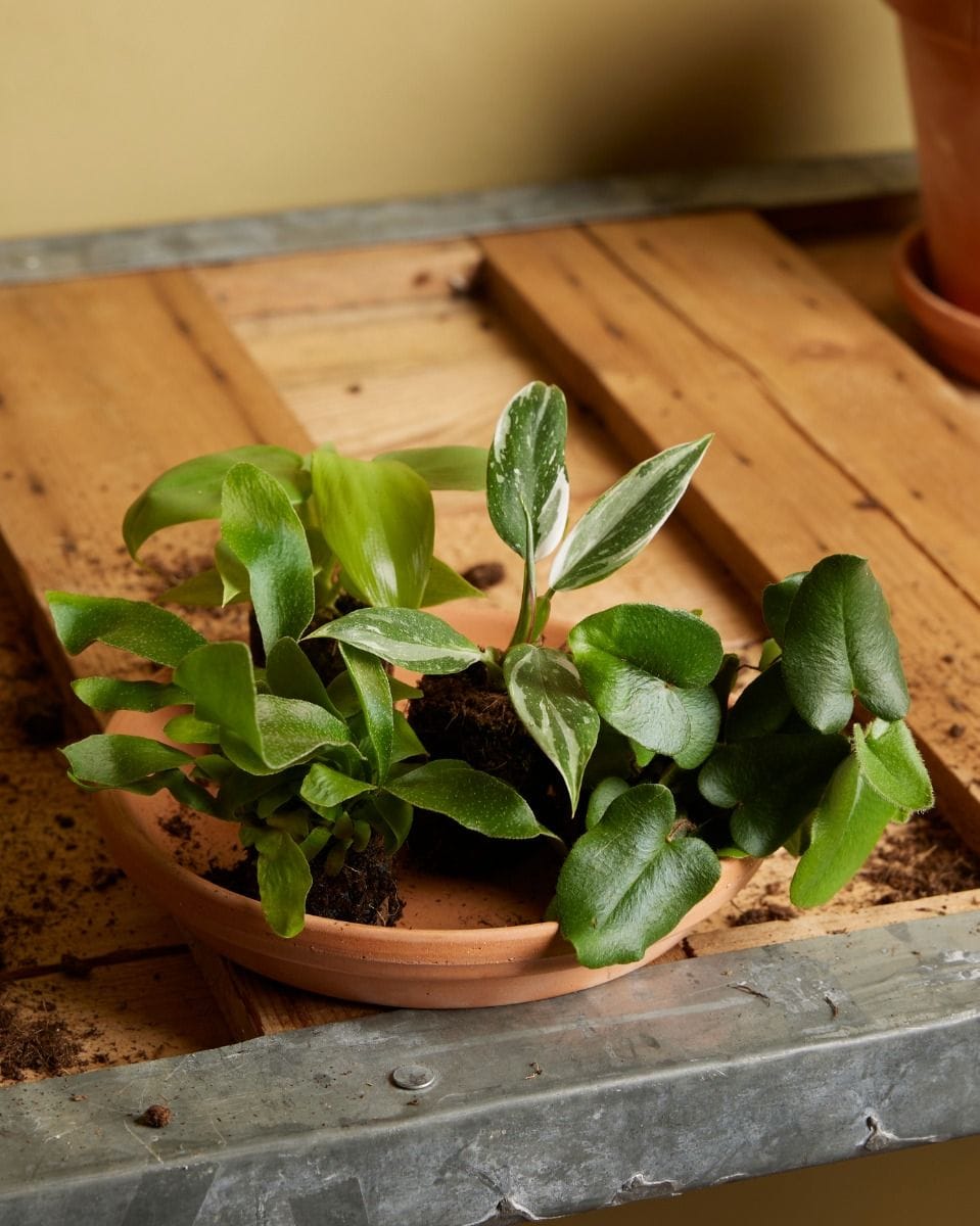 Baby Platycerium Staghorn fern Bifurcatum