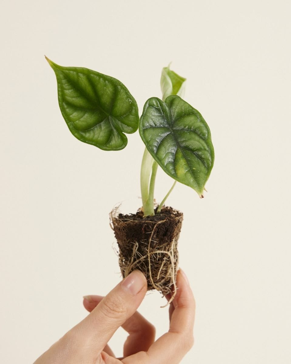 Baby Alocasia Baginda Dragon Scale