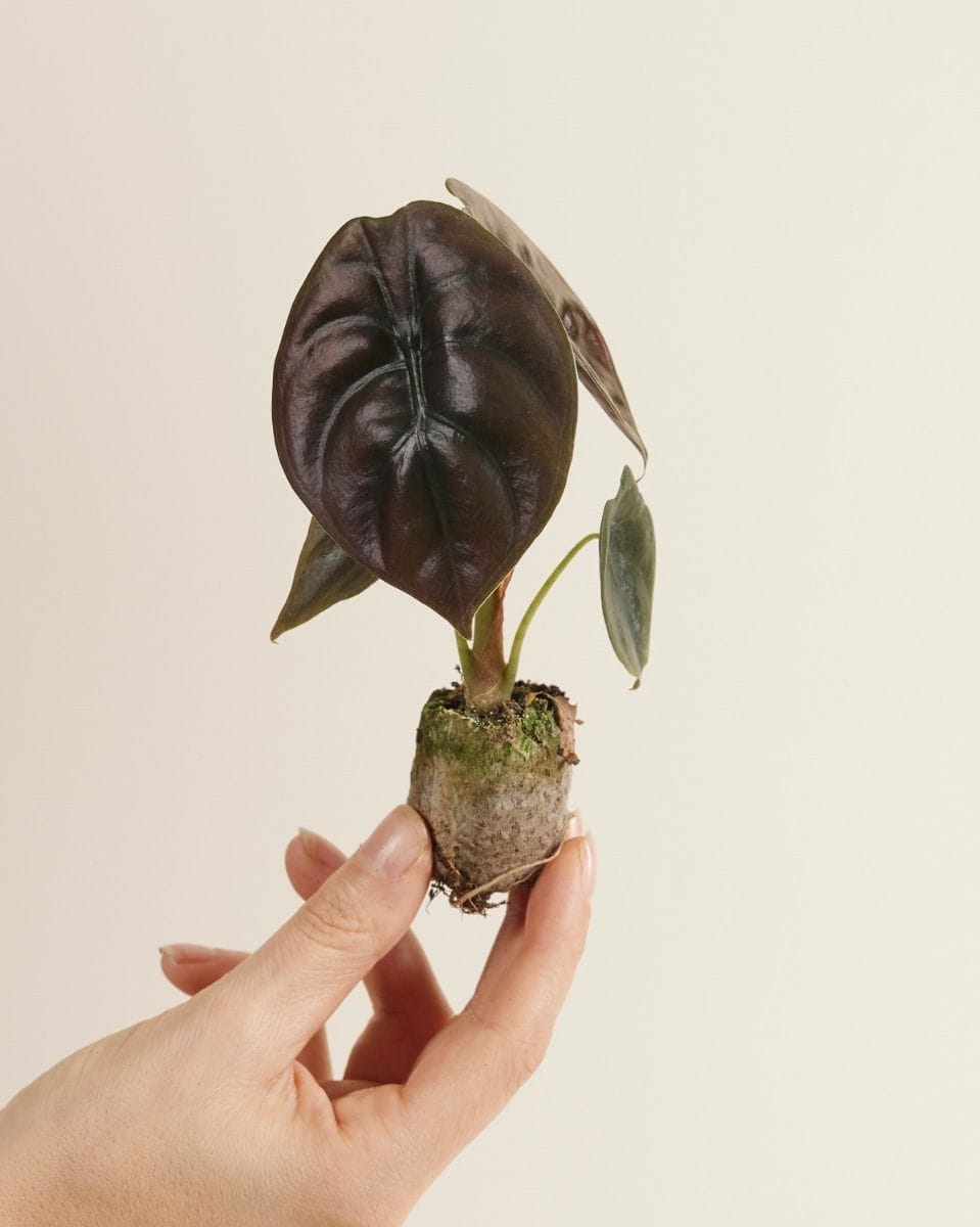 Baby Alocasia Cuprea Red Secret