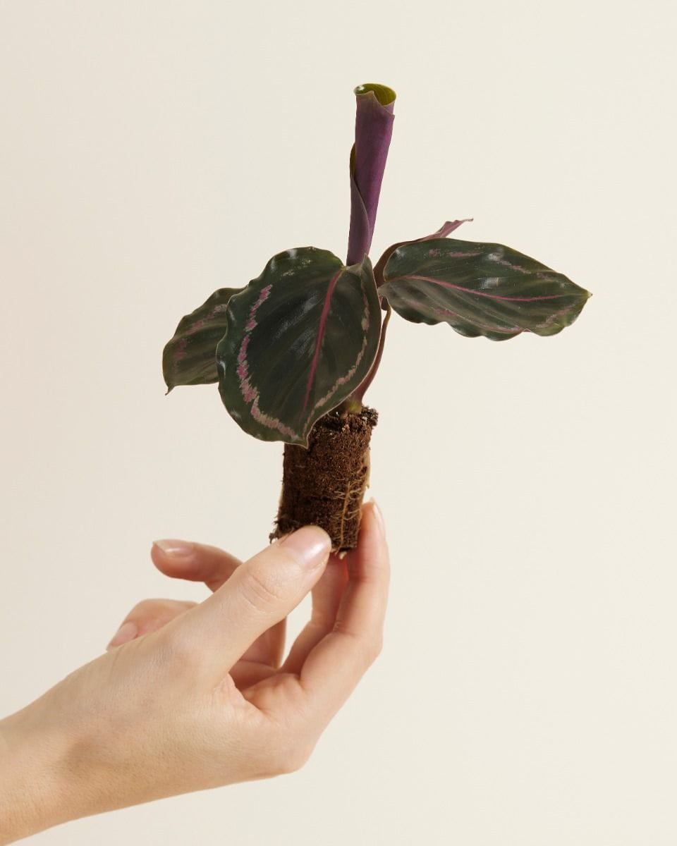 Baby Calathea Prayer plant Medallion