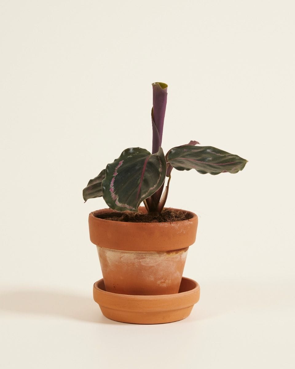 Baby Calathea Prayer plant Medallion