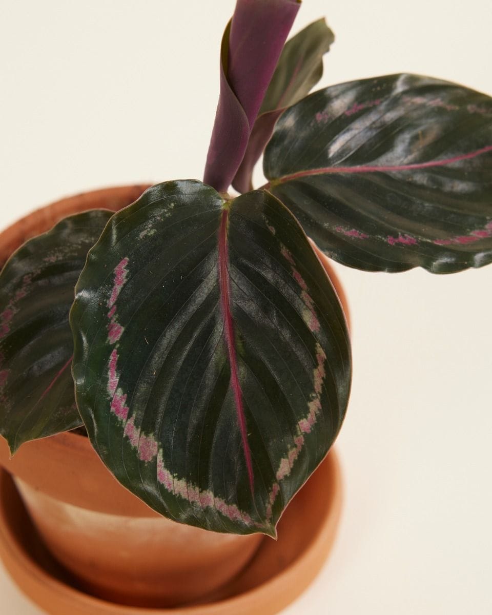 Baby Calathea Prayer plant Medallion