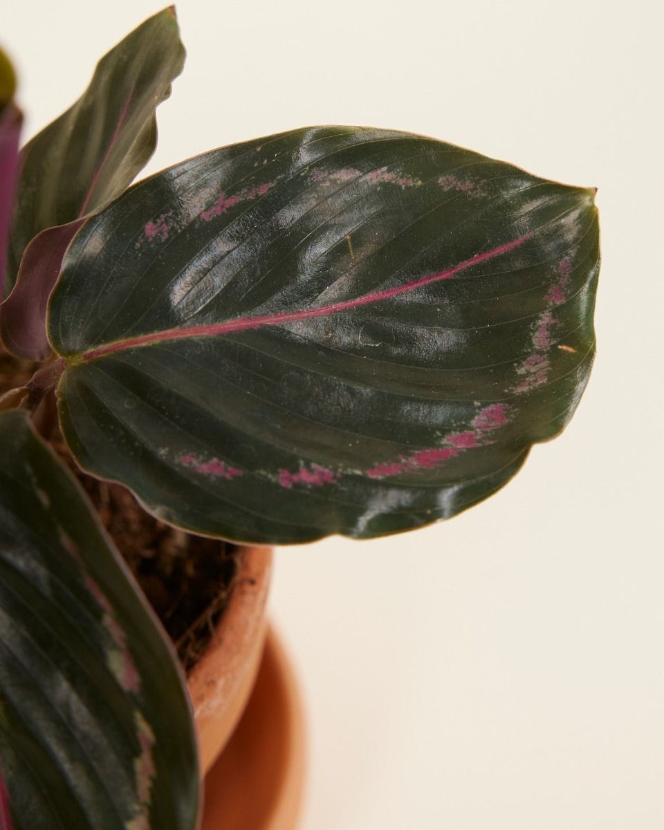 Baby Calathea Prayer plant Medallion