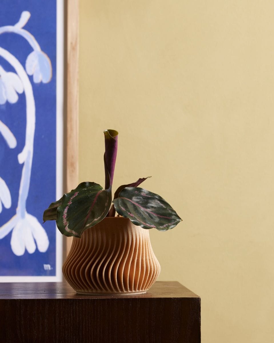 Baby Calathea Prayer plant Medallion