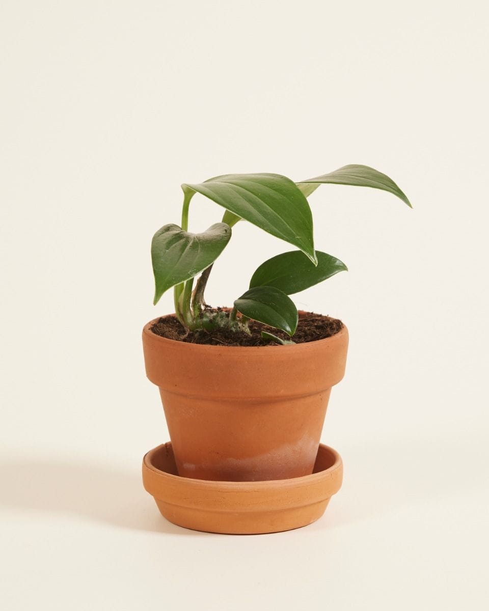 Baby Philodendron Dragon Tail