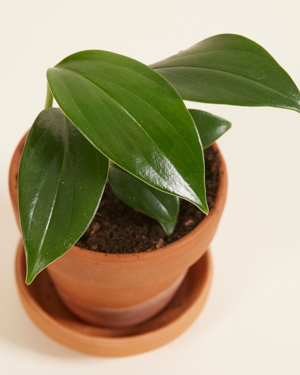 Baby Philodendron Dragon Tail